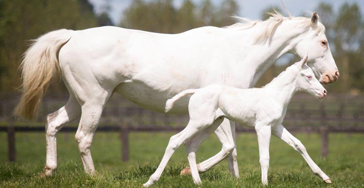 White Thoroughbred Horse Racing Mare - The Opera House
